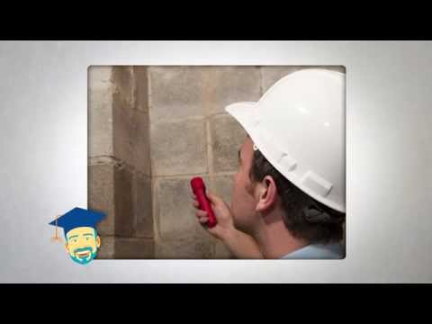 Ask the Pest Professor: Carpenter Ant Damage