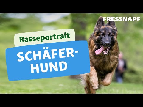 Rasseportrait: Deutscher Schäferhund