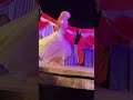 Piyar Farak Wali Bhojpuri Arkestra Dance