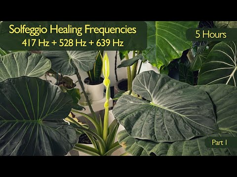417 Hz + 528 Hz + 639 Hz Solfeggio Frequencies 🌱 Music for Plant Growth, Healing & Positive Energy
