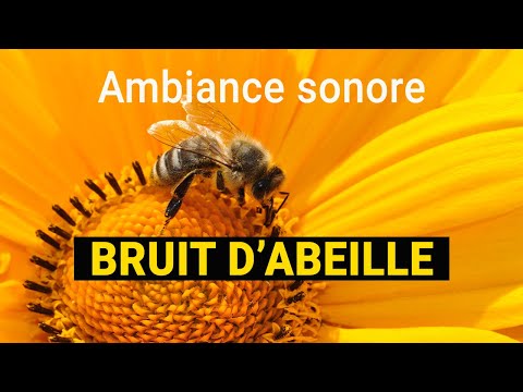 Bruit d'abeille | Ambiance sonore Haute Qualité