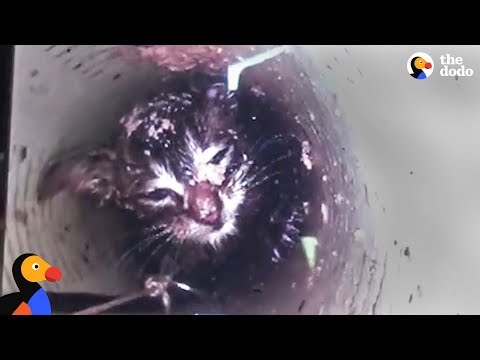 Kitten Meowing For Help From 40 Feet Down A Skinny Pipe | The Dodo