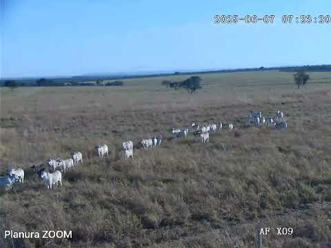 Gado Nelore fazenda Planura em lizarda Tocantins Rio sono Centenário Novo acordo abertura roça rural