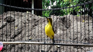 Download lagu BUKTIKAN!! PANCINGAN SOGOK ONTONG BAHAN PALING AMPUH mp3 Download lagu BUKTIKAN!! PANCINGAN SOGOK ONTONG BAHAN PALING AMPUH mp3