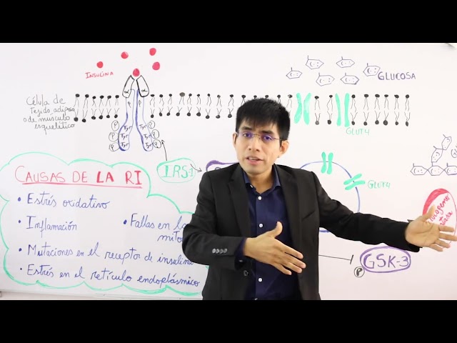 Vídeo relacionado con Resistencia a la Insulina y Diabetes tipo 2.