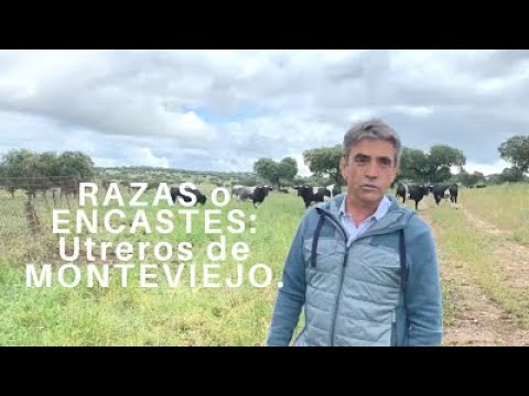 TOROS.ENCASTES en PELIGRO DE EXTINCIÓN: Los Novillos de MONTEVIEJO