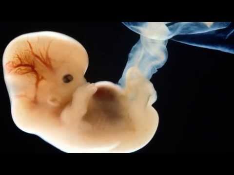 Këndvështrim Islam - Mbi klonimin.