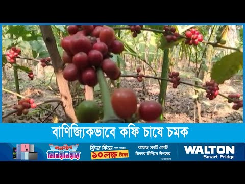 বাণিজ্যিকভাবে কফি চাষে চমক