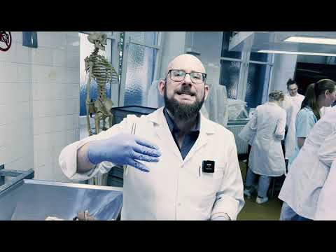 Anatomie Prüfung Recognize & Specify | Sezierkurs Live 2024