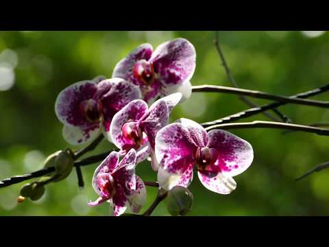 2018-04-19 Cycling 三峽 (101.6 Km)