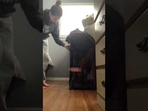 Basic Obedience & Manners - 5 min crate