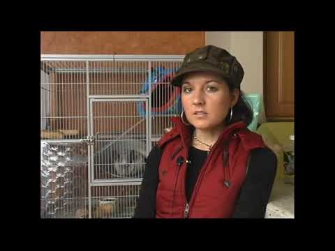 All About Chinchilla Breeding