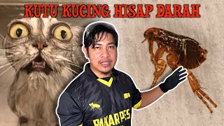 Download lagu Ini Solusi Rumah Diserang Kutu Kucing mp3