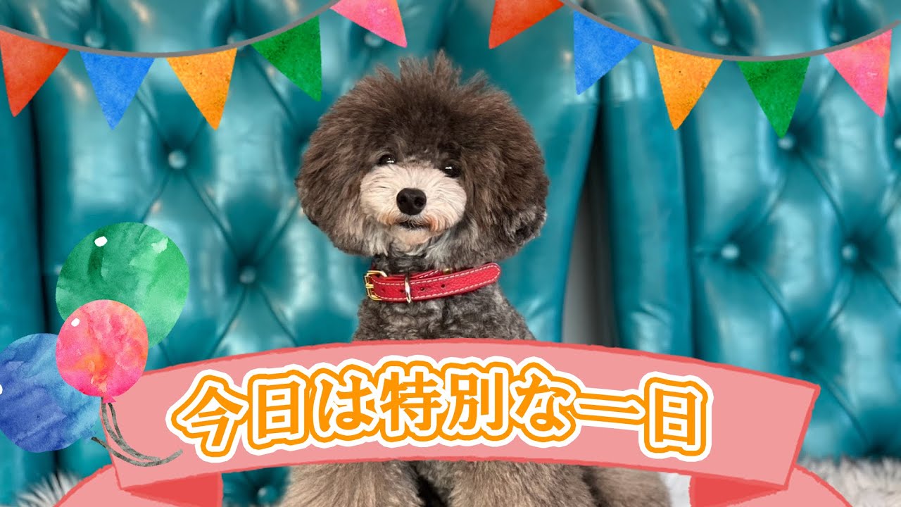 《今日は特別な日》#トイプードル生活#宇野昌磨#宇野樹#Uno1ワンチャンネル#フィギュアスケート