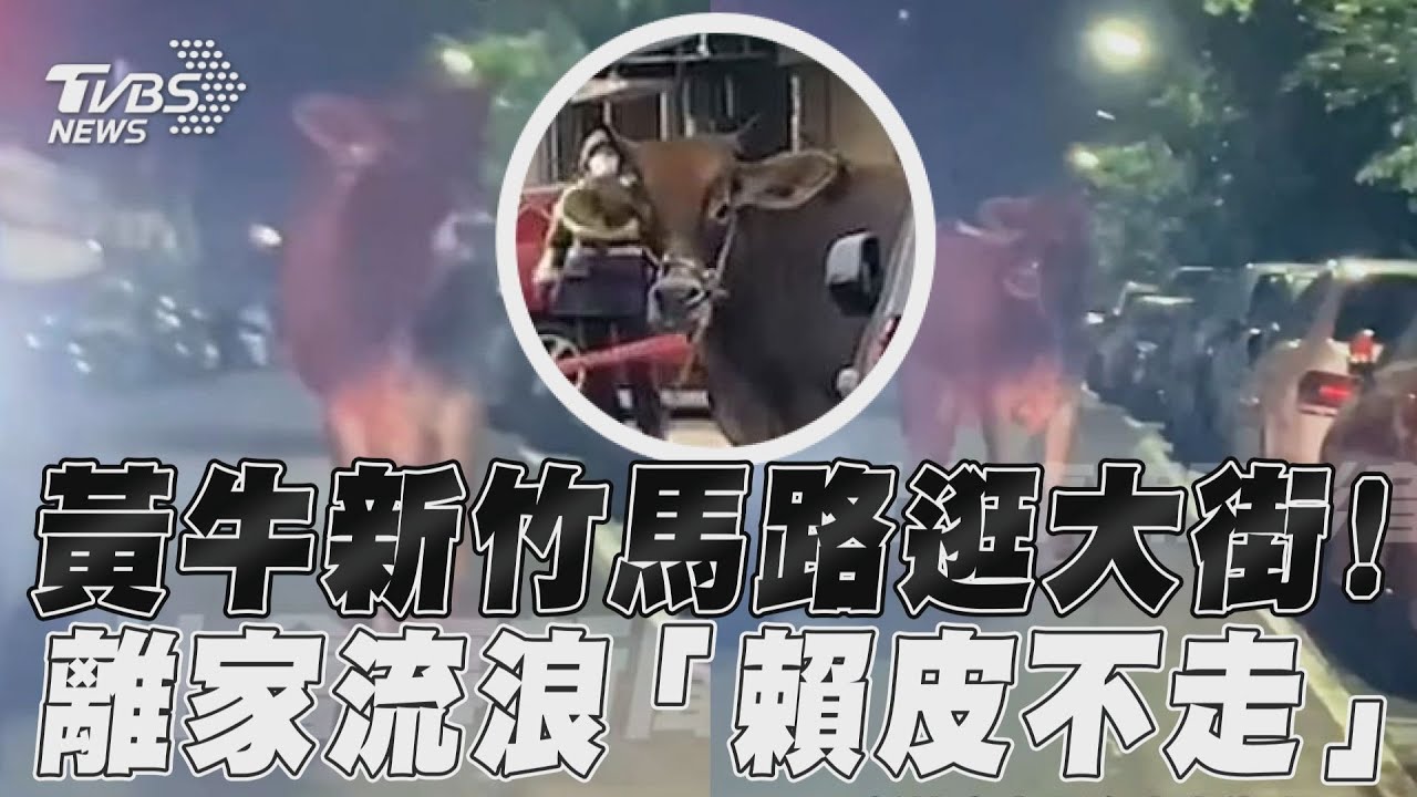 影音/大黃牛「竹科大觀園」壓馬路! 離家逍遙「太牛B」警無奈