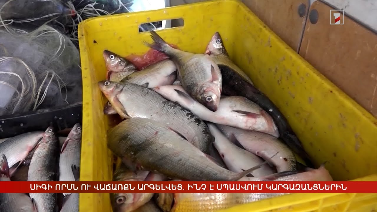 Սիգի որսն ու վաճառքն արգելվեցին. ի՞նչ է սպասում կարգազանցներին