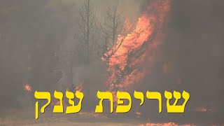 על שריפת הענק בישראל (לאומנות - ישראל, המזרח התיכון והעולם) - התמונה מוצגת ישירות מתוך אתר האינטרנט יוטיוב. זכויות היוצרים בתמונה שייכות ליוצרה. קישור קרדיט למקור התוכן נמצא בתוך דף הסרטון