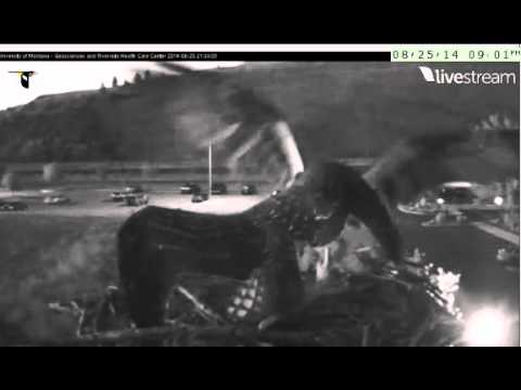 Hellgate Ospreys  Aug 25 14 evening highlights