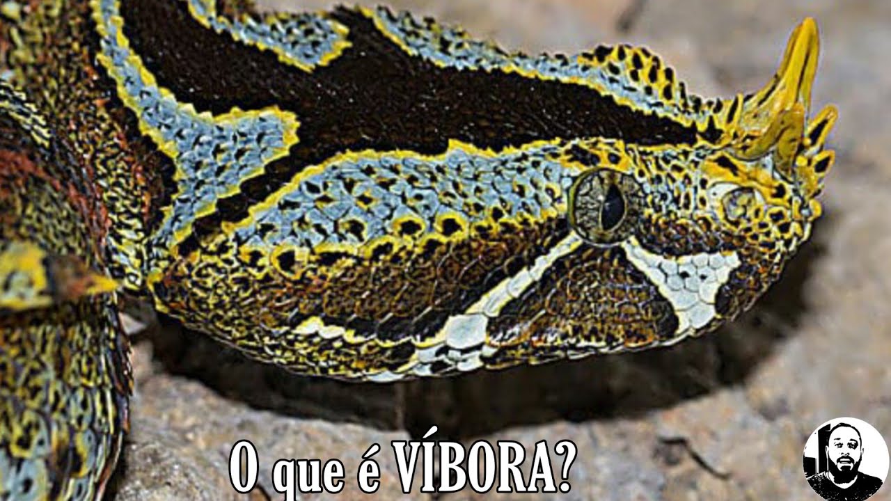 O que é VÍBORA?  | Biólogo Henrique