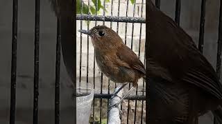 Download lagu SUARA PANGGILAN BURUNG JONGKANGAN COKLAT mp3