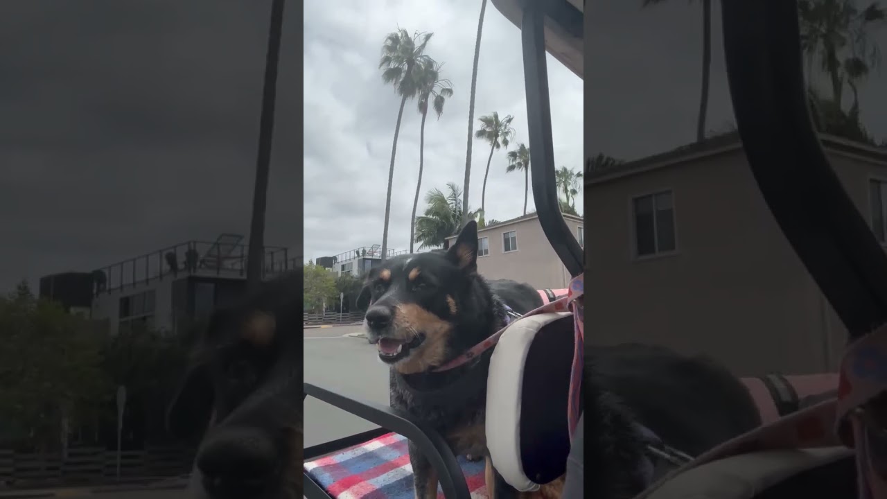 Tootsie Roll, a Adoptable Australian Cattle Dog / Blue Heeler in San Diego, CA video 6/6