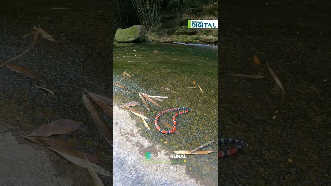 Turistas flagram cobra coral em cachoeira