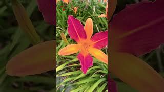 Download lagu Paarthu Paarthuu❣️Nee Varuvai Ena(1999) SPB Hitsss💕🎤S.A.Rajkumar💛💚Moonusevvandhiiipoo💝 mp3