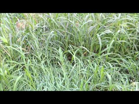 コオロギは噛みますか?