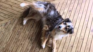 Tricks, commands and agility - Australian Shepherd Koda