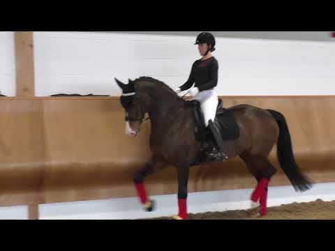 Protechmasta Fly Veil