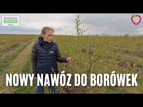 Nowy nawóz do borówek. Dlaczego warto go zastosować?
