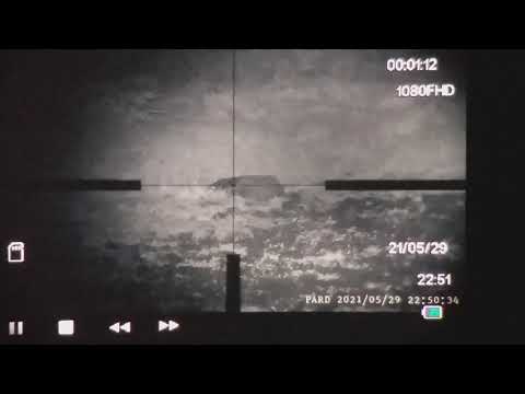 Zibbe skjuter Greta gris