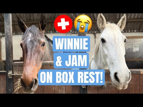 2 OF THE HORSES ON BOX REST!!