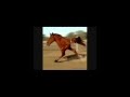 No Horsing Around