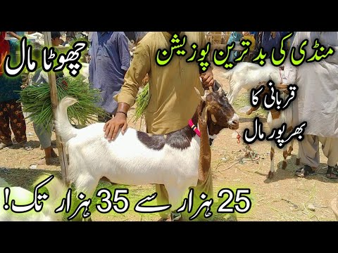 Chota Maal 25k to 35k | Low Range Goats | Memon Goth Mandi | Cheapest Mandi in Karachi May 21, 2024