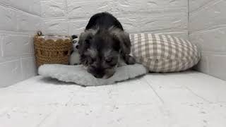 ミニチュアシュナウザーの動画01