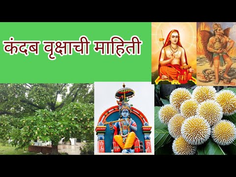 कदंब किंवा कळंब वृक्षाची सविस्तर माहिती ( Burflower-tree ) Information