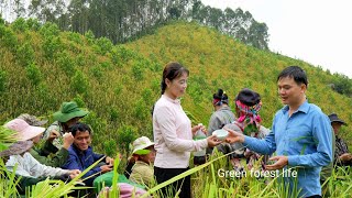 Mai's rice fields are ripe. She has begun to harvest. Robert | Green forest life 