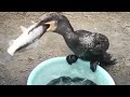 Cormorants Swallowing Live Fish Bird Eating Fish