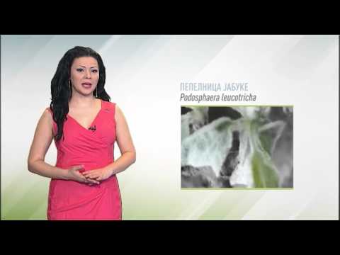 Zelena prognoza, 7.4.2016. - O stanju u zasadima jabuka