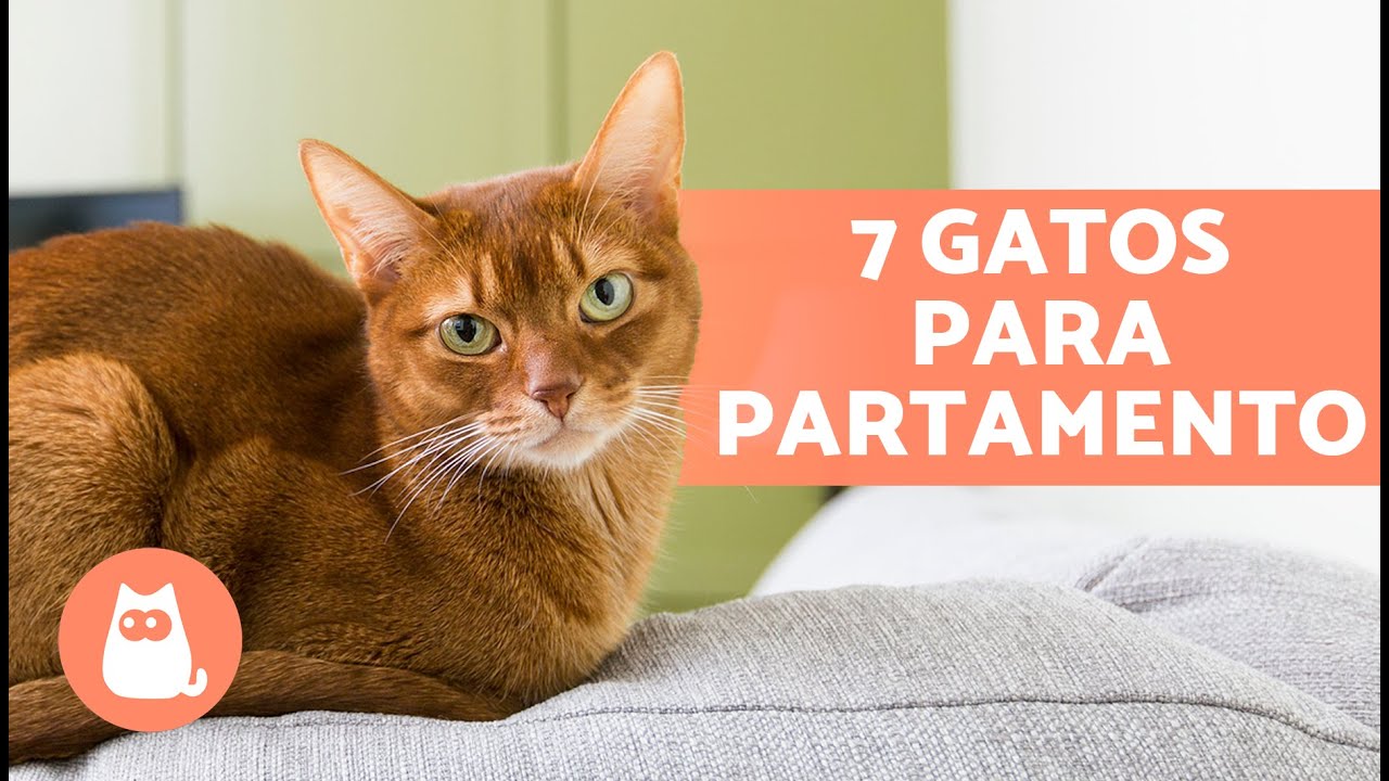 7 GATOS para ter em APARTAMENTO 🐱🏠 Melhores Raças para Apartamentos!