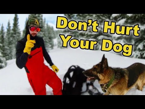 Backcountry Skiing Dog Adventure