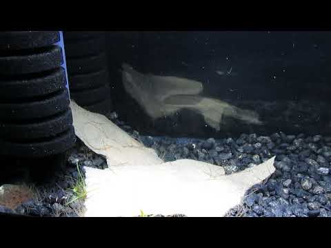 The Secret, to Culturing Blackworms 6-28-25