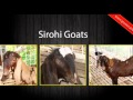 Shirogi Goat Farms