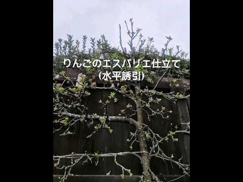 大きなリンゴをたくさん収穫するには、いつ、どのようにリンゴの木を剪定すればよいでしょうか？完全ガイド！  庭園