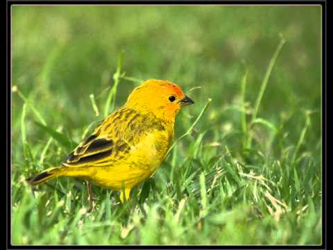 tibagi e miltinho -canarinho do peito amarelo.