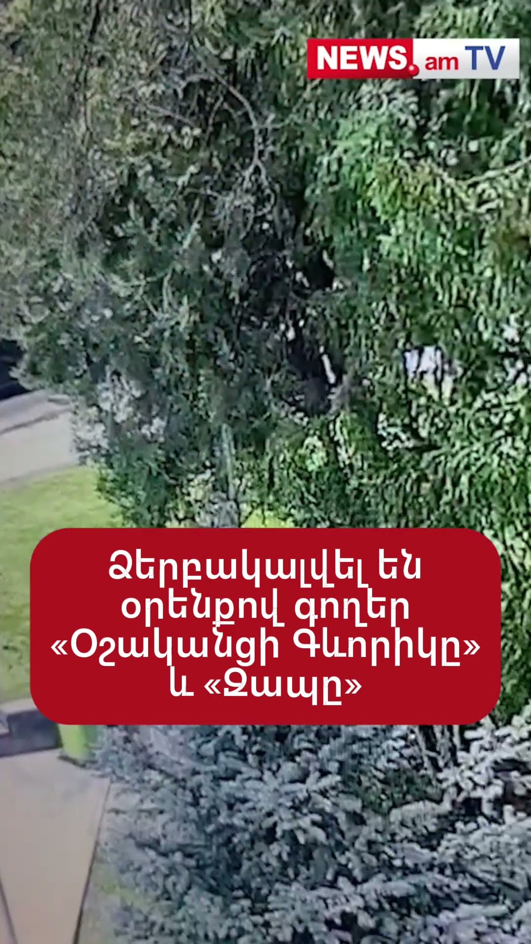 Ձերբակալվել են օրենքով գողեր «Օշականցի Գևորիկը» ու «Զապը»՝ Անդրանիկ Սողոյանը