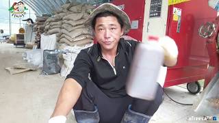 [숲속청계농장] 환절기때 먹이는 특별한 청계 자가사료-쇠비름 효소, 모과, 고추씨, 도라지, 등 -귀농 64…