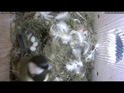 Nun 3 Eier bei Blaui, eins hat Kohli wieder hervorgezaubert! | 09.04.2022