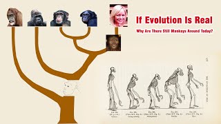If Evolution Is Real, Why Are There Still Monkeys Around Today?, Akara Archeology